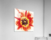 V1120 Acrylic Print
