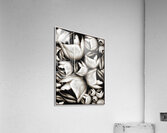 V1123 Acrylic Print