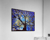 V1124 Acrylic Print
