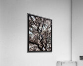 V1125 Acrylic Print