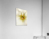 V1130 Acrylic Print