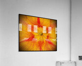 V1131 Acrylic Print