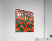 V1133 Acrylic Print