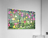 V1135 Acrylic Print