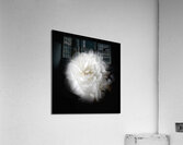 V1139 Acrylic Print