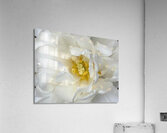 V1145 Acrylic Print