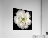 V1160 Acrylic Print
