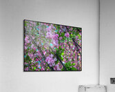 V1182 Acrylic Print