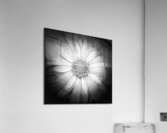 V1183 Acrylic Print