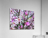 V1196 Acrylic Print