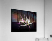 V1200 Acrylic Print
