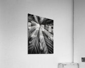 V1201 Acrylic Print