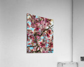 V1204 Acrylic Print