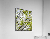 V1205 Acrylic Print
