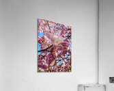 V1206 Acrylic Print