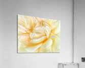 V1207 Acrylic Print