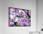 V1208 Acrylic Print