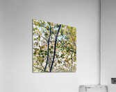 V1211 Acrylic Print