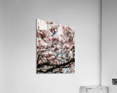 V1216 Acrylic Print