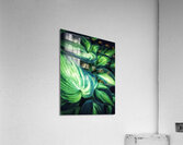 V1242 Acrylic Print