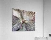 V1248 Acrylic Print