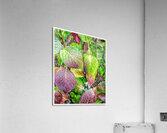 V1268 Acrylic Print