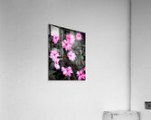V1271 Acrylic Print
