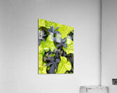 V1276 Acrylic Print