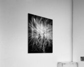 V1277 Acrylic Print