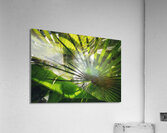 V1279 Acrylic Print