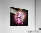 V1282 Acrylic Print