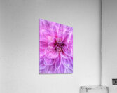 V1284 Acrylic Print