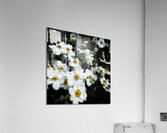 V1286 Acrylic Print