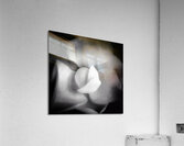 V1293 Acrylic Print