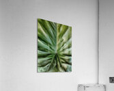V1294 Acrylic Print