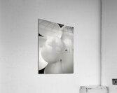V1295 Acrylic Print