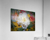 V1296 Acrylic Print