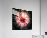 V1297 Acrylic Print