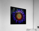 V1298 Acrylic Print