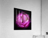 V1300 Acrylic Print