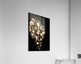 V1317 Acrylic Print