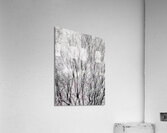 V1319 Acrylic Print