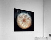 V1320 Acrylic Print
