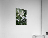 V1331 Acrylic Print