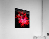 V1332 Acrylic Print