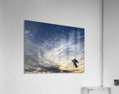 V1339 Acrylic Print