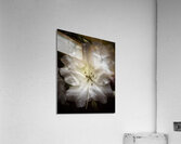 V1342 Acrylic Print