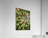 V1351 Acrylic Print