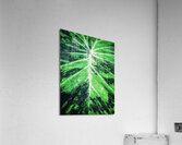 V1353 Acrylic Print