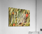 V1357 Acrylic Print